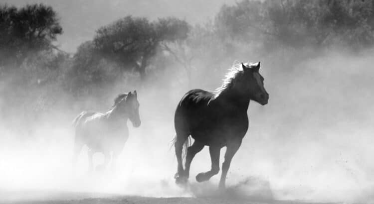 What Are The Hottest Horse Race Betting Tips For 2023?